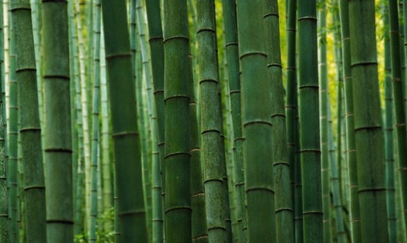 cara bambu berkembang biak ada dua langkah yang bisa dilakukan