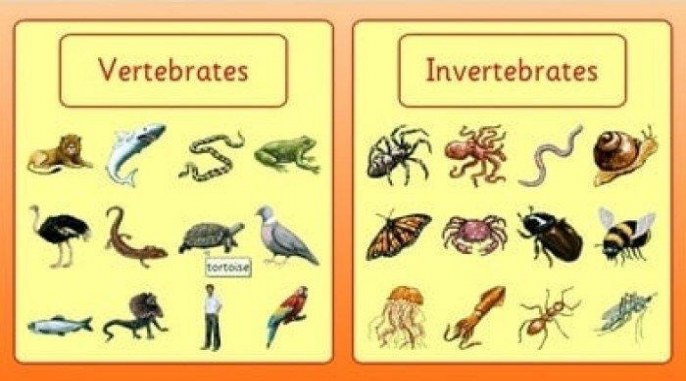 daftar hewan vertebrata dan invertebrata tribunpontianak co id