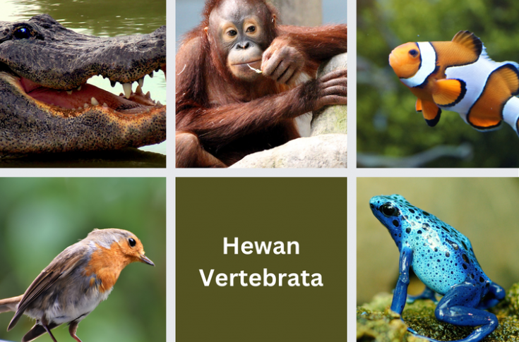 klasifikasi hewan vertebrata ciri ciri dan habitatnya halaman